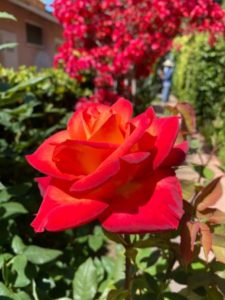 Знакомства Лос-Анжелес Ксюша собеседник на час 10744