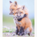 Знакомства Санкт-Петербург Алёна собеседник на час 9901