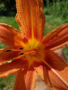 Знакомства Харьков Виктория собеседник на час 12605